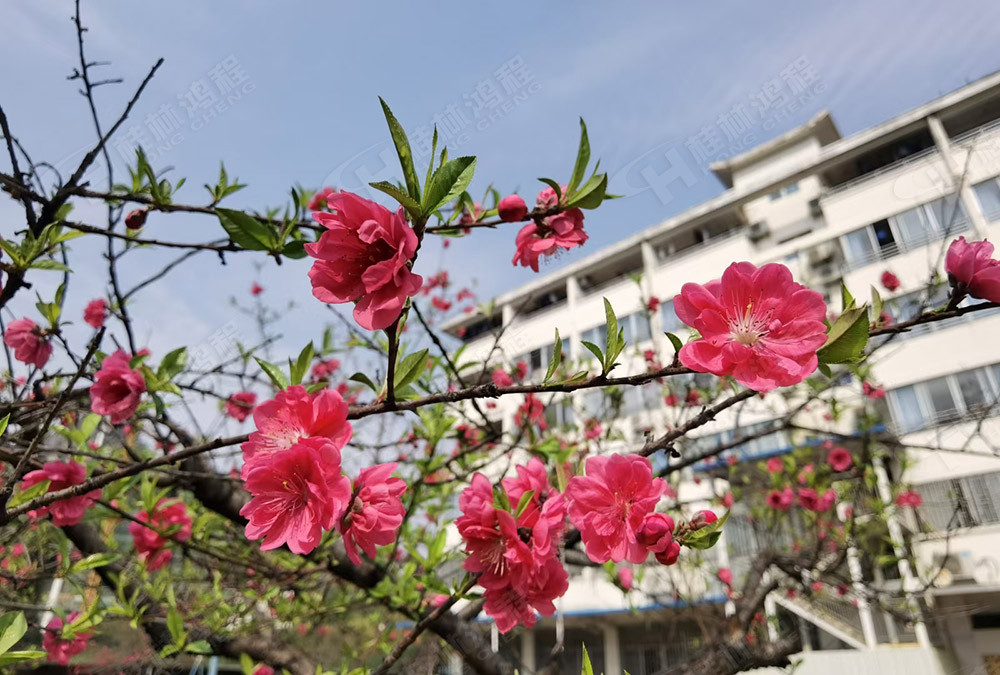 桂林鴻程花團(tuán)錦簇，滿園春色，邀您一起共賞春景，共商大計(jì)！